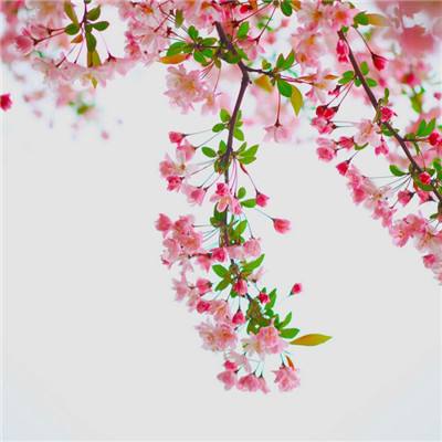 果盘七战变态版下载